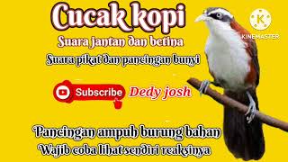 Download lagu Suara burung Cucak Kopi Jantan dan Betina ||  Pancingan Ampuh mempercepat burung kopi - kopi gacor mp3