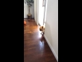 Este adorable perrito cometió un error y se siente culpable 