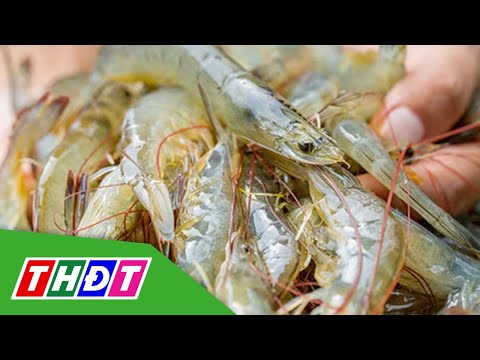 Giá tăng cao, người nuôi tôm lãi lớn | THDT