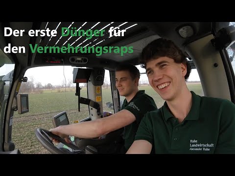 Der erste Dünger für den Vermehrungsraps