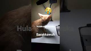 Download lagu entar aku jelasin kalo udah 10 liky semoga kamu tenanang di surga ya mp3