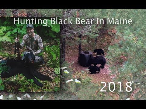 download lagu mp3 mp4 Maine Bear Guides, download lagu Maine Bear Guides gratis, unduh video klip Maine Bear Guides