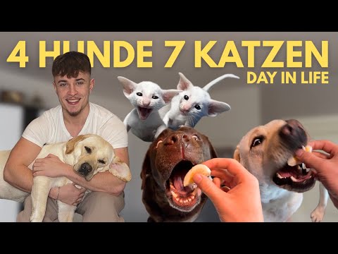 My everyday life with 7 cats 🐱 & 4 dogs 🐶 | Kittens & animal adventures! | Day in Life