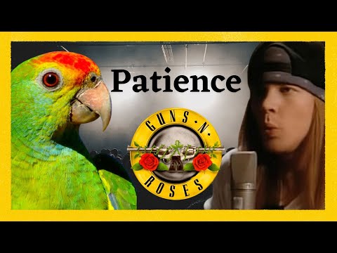 ENSINA PAPAGAIO -  PATIENCE [Guns N Roses] 1 HORA DE TREINO