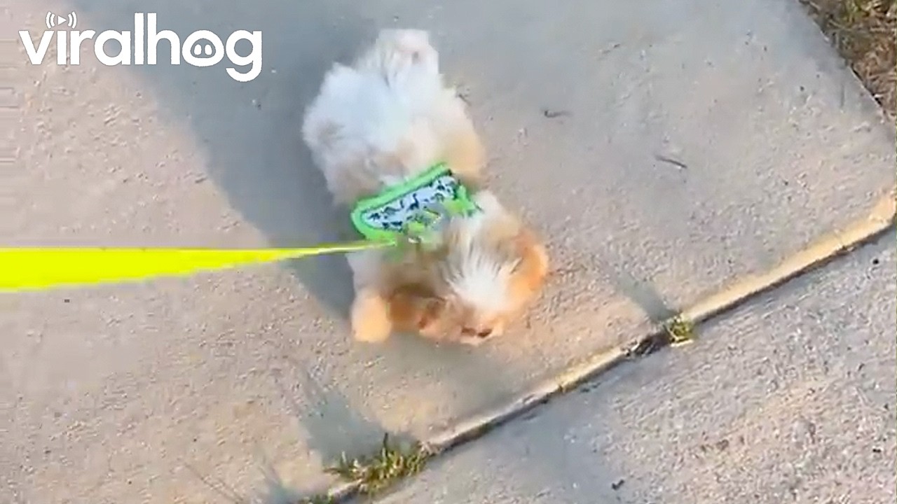 Tiny Shih Tzu Puppy Has Had Enough Walking for Today || ViralHog