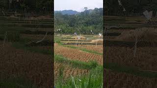 Download lagu lintas teluk pandan mp3