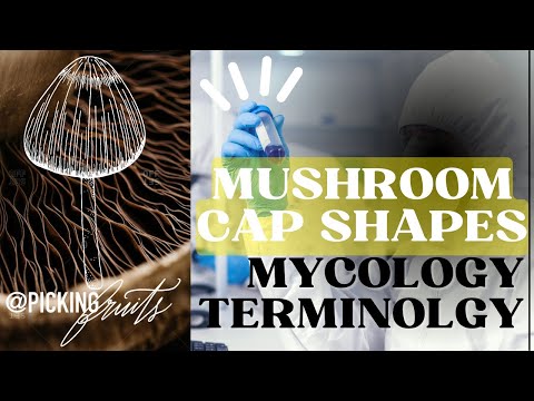 How to Grow Mushrooms: Terminology: Mushroom Cap Shapes