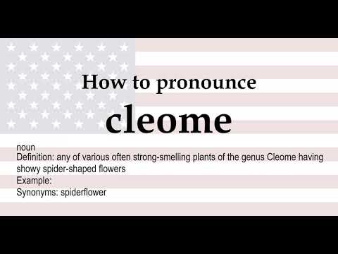 cleome