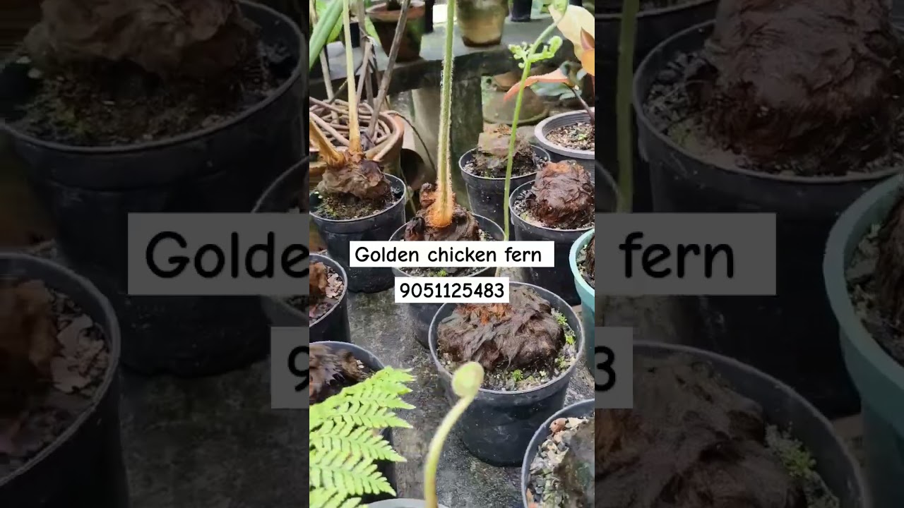 Golden Chicken Fern 🐥 | Rare fuzzy tree fern for collectors! #CibotiumBarometz #RarePlants #ferns