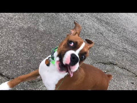 Silly Samson comes to Visit