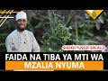 IJUE FAIDA NA TIBA YA MTI WA MZALIA NYUMA SHEIKH YUSSUF BIN ALLY