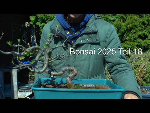 Bonsai 2025 Teil 18 Apfelbaum schneiden zum Bonsai Art Bonsai