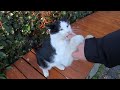 Naughty Tux Cat Bit Me