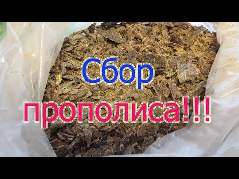 СБОР ПРОПОЛИСА С ВЕРХНИХ БРУСКОВ РАМОК. КАК СОБРАТЬ? Beekeeping.🔥🔥🔥