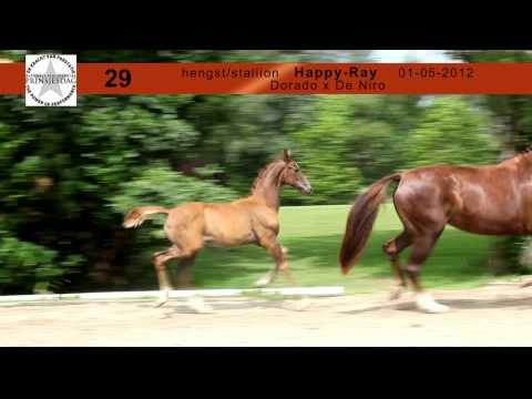 29. Happy-Ray (Dorado x De Niro)