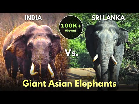 Giant Asian Elephants
