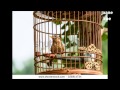 PINJARE KE PANCHHI RE By Ram Lakhan Prasad