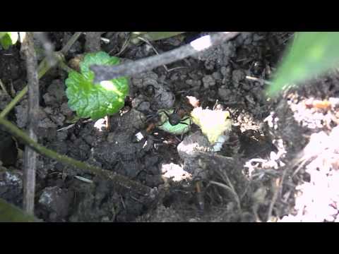 Formica rufa - mravec lesný