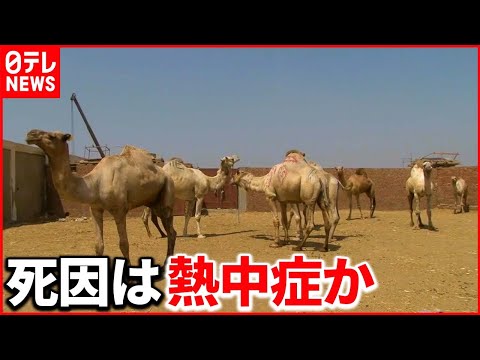 ラクダとヒトコブラクダの違い