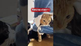 it's a cat.猫まみれ。猫との新しい遊び。#猫#ねこのいる生活 #茶トラ#多頭飼い#comedy #cute