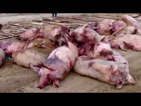 , title : 'Afrykański pomór świń (ASF) - zasady ochrony świń przed chorobą'