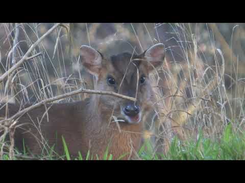 Muntjac Deer - The British Mammal Guide