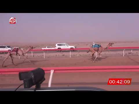  ش 14 (الشاهينيه) لـ راشد حمد بن نخيره العفاري 2:10:47 ، شارة الصندوق 2026/07/11 فطامين الوقن