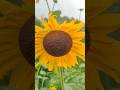 Sunflower Nature Darlaghat Sunflowerseeds Gardening Sunflowerfarm