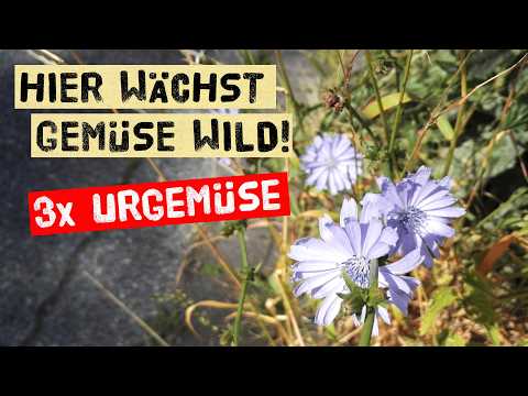 Entdecke essbare Gemüse-Vorfahren am Straßenrand!