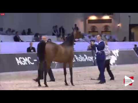 N.94 G.S. SHAHAD GULFA - Dubai 2016 - Fillies 3 years old (Class 4)