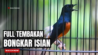 Download lagu MURAI BATU GACOR FULL ISIAN TEMBAKAN MEWAH SANGAT AMPUH MELATIH MURAI BATU BONGKAR ISIAN mp3