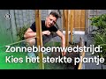 Zonnebloemwedstrijd: kies het sterkste plantje