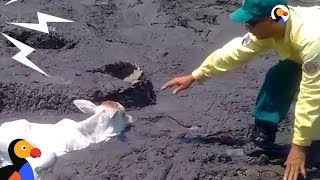 Animals Stuck In Mud Get Help From Brave Strangers | The Dodo by The Dodo