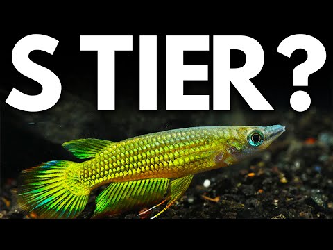 Ranking EVERY Surface Aquarium Fish