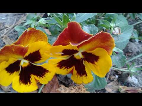 What do you think the flowers look like?