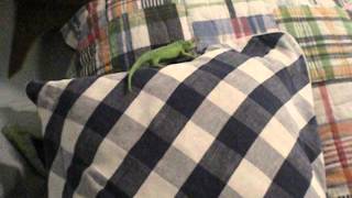 festus my jacksons chameleon