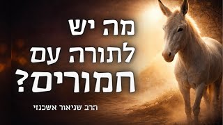 למה המשיח חייב להגיע על חמור? הרב שניאור אשכנזי (הרב שניאור אשכנזי) - התמונה מוצגת ישירות מתוך אתר האינטרנט יוטיוב. זכויות היוצרים בתמונה שייכות ליוצרה. קישור קרדיט למקור התוכן נמצא בתוך דף הסרטון למה המשיח חייב להגיע על חמור? הרב שניאור אשכנזי (הרב שניאור אשכנזי) - התמונה מוצגת ישירות מתוך אתר האינטרנט יוטיוב. זכויות היוצרים בתמונה שייכות ליוצרה. קישור קרדיט למקור התוכן נמצא בתוך דף הסרטון