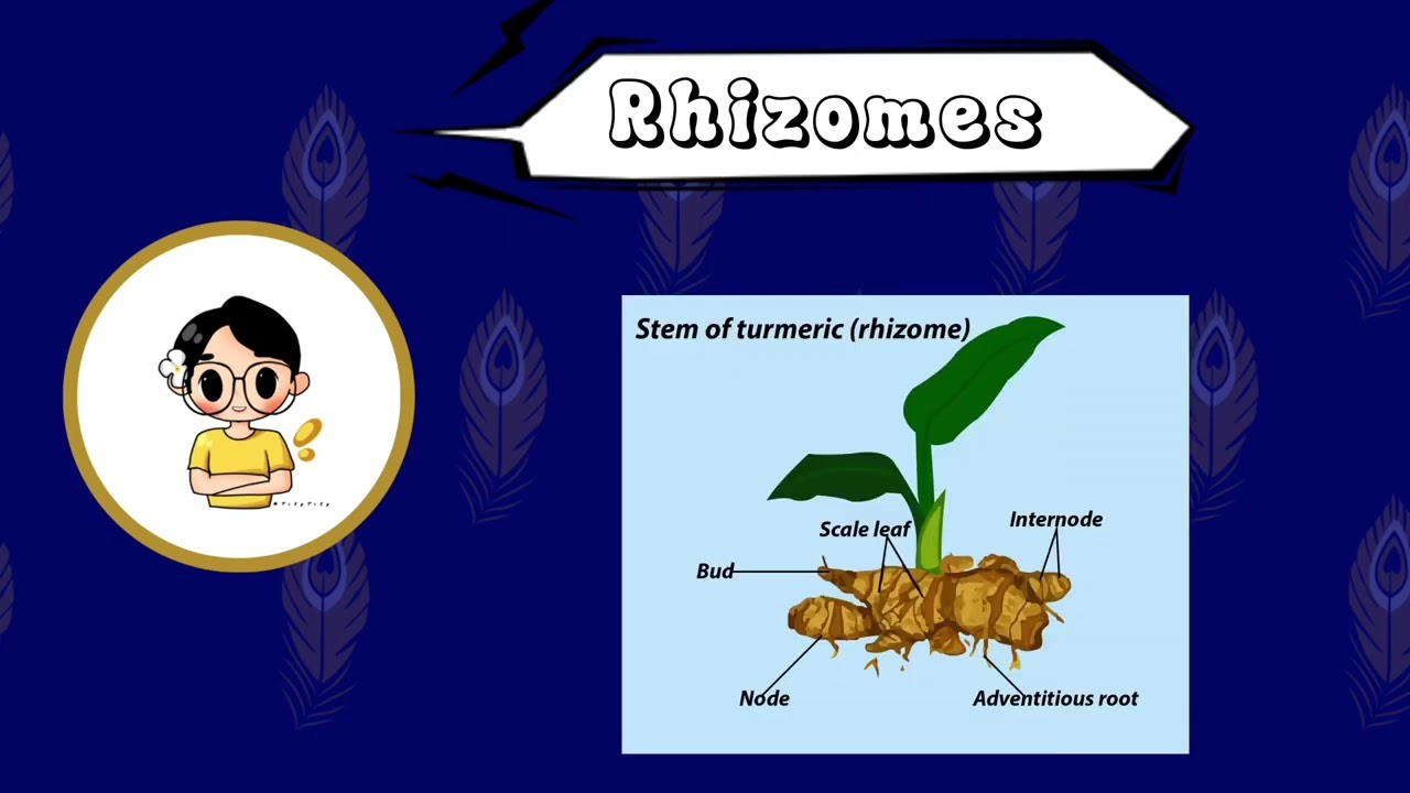 Lesson 19 - Natural Reproduction in plants