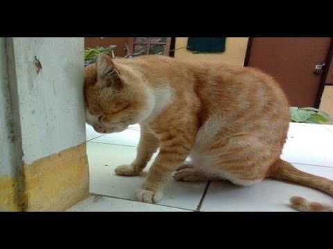 What it Means when your CAT or DOG Presses Their Head on the Wall!