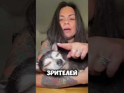 Никто не ожидал такого от обычной собаки #short