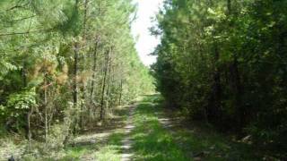 preview picture of video 'SC Hunting Land: Bonneau Hunting Acreage'
