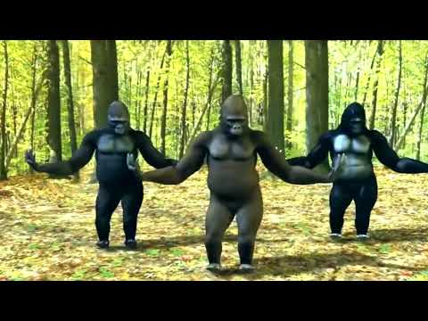 Bara Bere MUSIC. Dancing gorillas