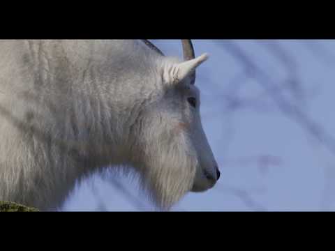 Mountain goats on the Northern Trail