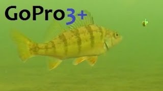 preview picture of video 'GoPro Hero Black 3+ Underwater Perch Fishing'