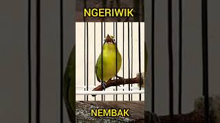 Download lagu KECIAL NGERIWIK NEMBAK😱#kecialkuning #shorts @pepadukecial mp3 Download lagu KECIAL NGERIWIK NEMBAK😱#kecialkuning #shorts @pepadukecial mp3