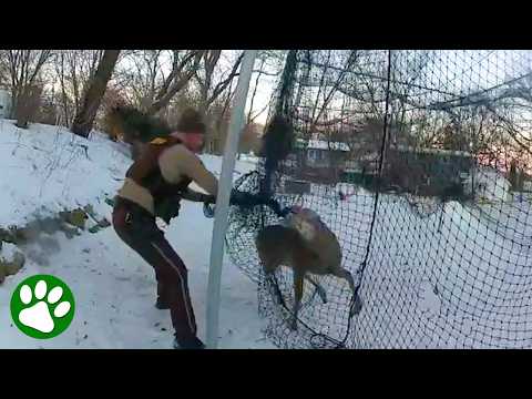 Officer Tries to Save Deer - But It Quickly Turns Into a Wrestling Match 😳