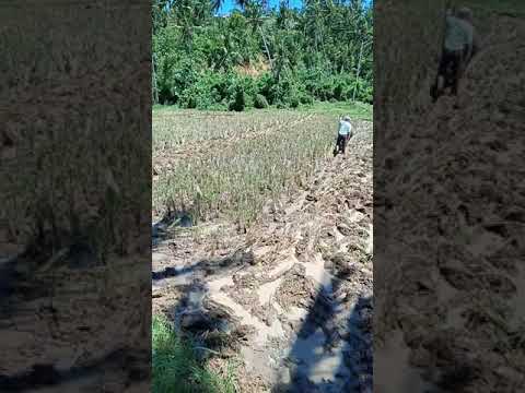 Unang step sa paghahanda ng palayan gamit lamang ang kalabaw o manual na pamamaraan