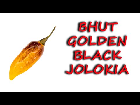 , title : 'Bhut Black Golden Jolokia - opis i recenzja papryki - chili-jemy'