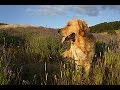 Science Today: From Wild Wolves to Man's Best Friend | California Academy of Sciences