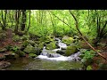 Harmonious Birds Chirping Beautiful Stream Sounds Lovely Nature Sounds Cozy Paradise